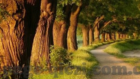 91麻豆蜜臀国产自产在线观看-撩人心弦的国产美臀盛宴——91麻豆蜜臀自产直击